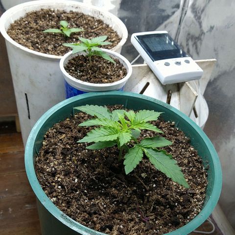 Big dévil XL auto sweet seeds #1 growlog photo