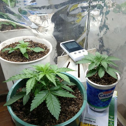 Big dévil XL auto sweet seeds #1 growlog photo