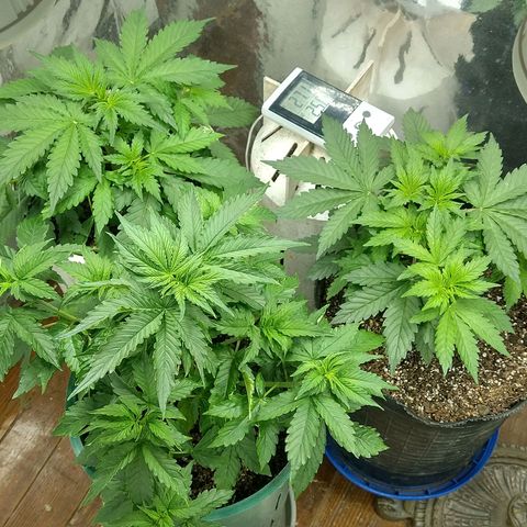 Big dévil XL auto sweet seeds #1 growlog photo