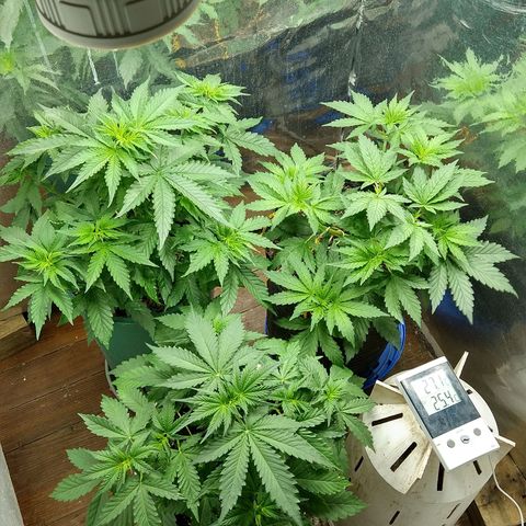Big dévil XL auto sweet seeds #1 growlog photo