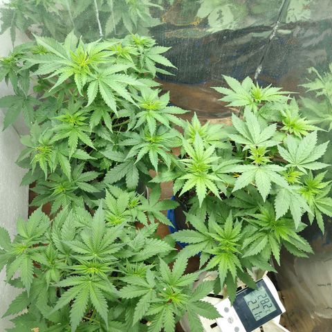 Big dévil XL auto sweet seeds #1 growlog timeline photo