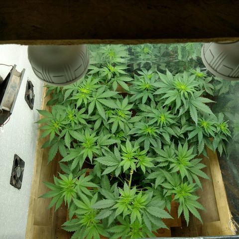 Big dévil XL auto sweet seeds #1 growlog timeline photo