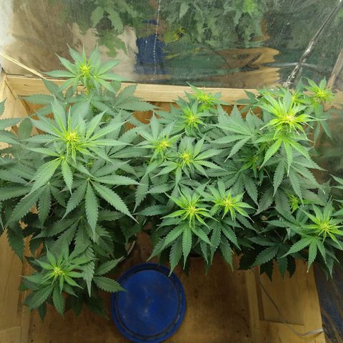Big dévil XL auto sweet seeds #1 growlog timeline photo
