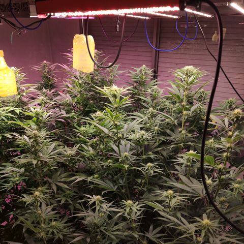 Craigs Skunk growlog timeline photo