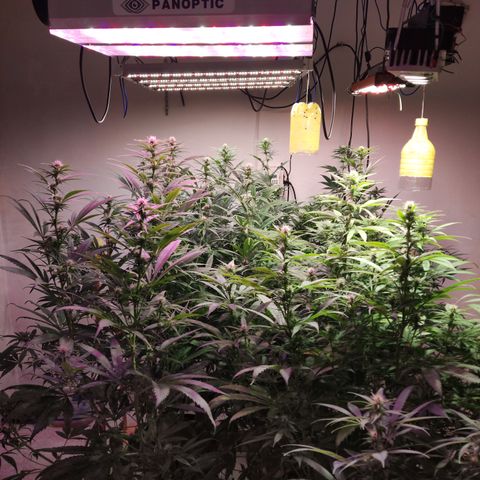 Craigs Skunk growlog timeline photo