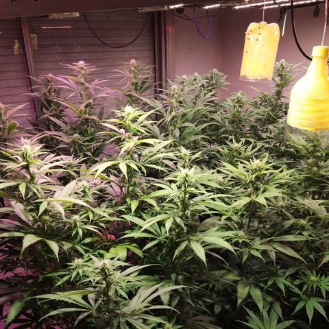 Craigs Skunk growlog timeline photo