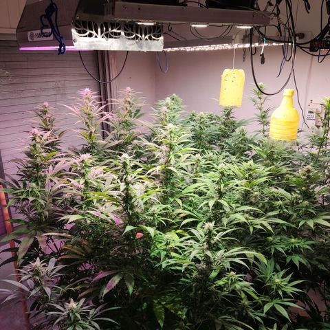 Craigs Skunk growlog timeline photo