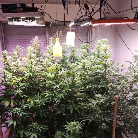 Craigs Skunk growlog timeline photo