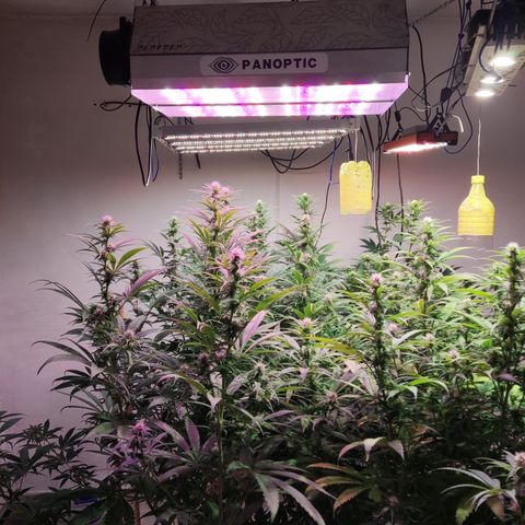 Craigs Skunk growlog timeline photo
