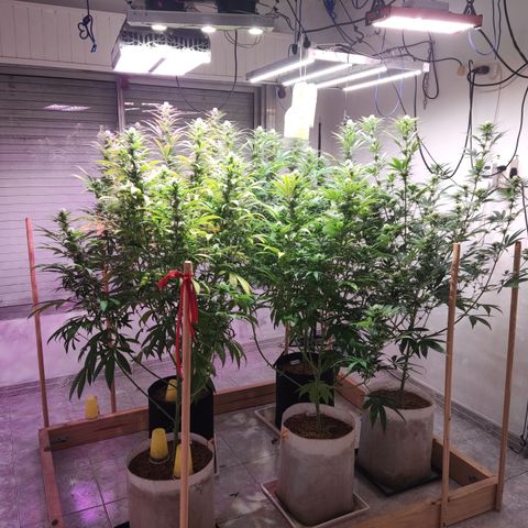 Craigs Skunk growlog timeline photo