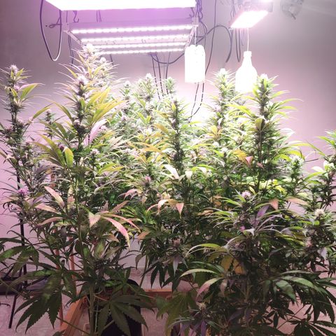 Craigs Skunk growlog timeline photo