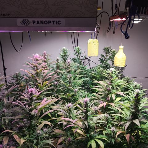 Craigs Skunk growlog timeline photo