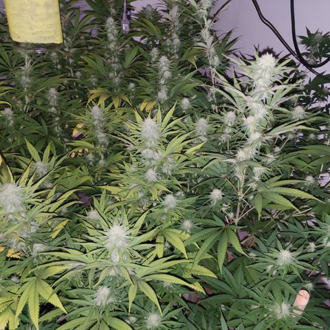 Gorilla Glue #4 growlog timeline photo