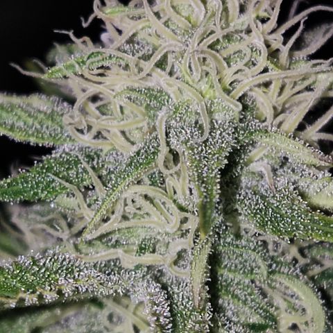 Gorilla Glue #4 growlog timeline photo