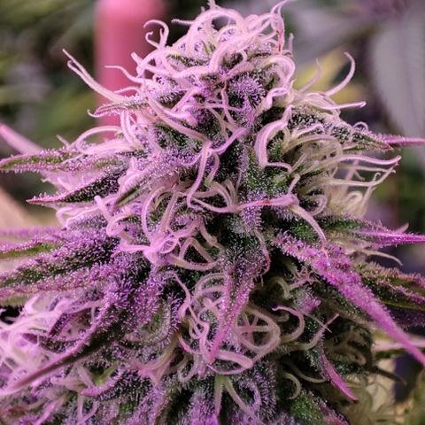 Gorilla Glue #4 growlog timeline photo