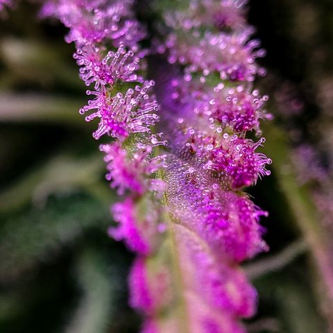 Gorilla Glue #4 growlog timeline photo