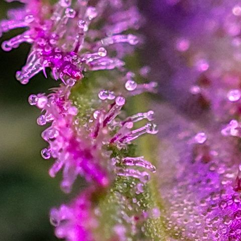 Gorilla Glue #4 growlog timeline photo