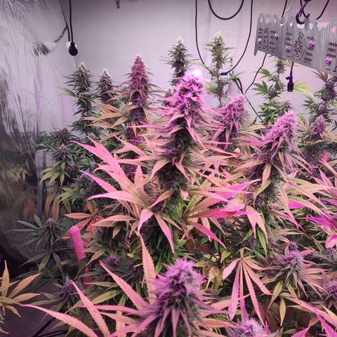 Craigs Skunk growlog timeline photo