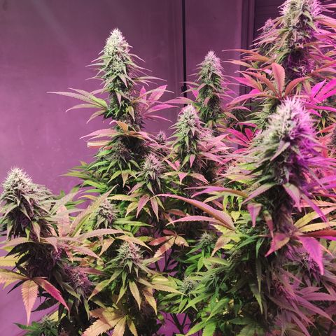 San Fernando Valley OG growlog timeline photo