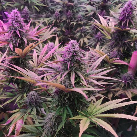 Gorilla Glue #4 growlog timeline photo