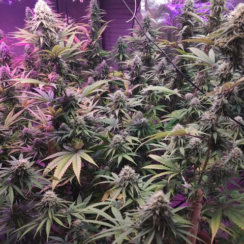 Mandaruntz growlog timeline photo