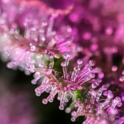 Gorilla Glue #4 growlog timeline photo