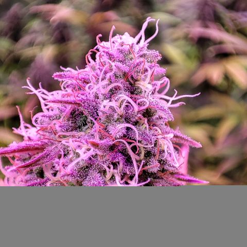 Gorilla Glue #4 growlog timeline photo