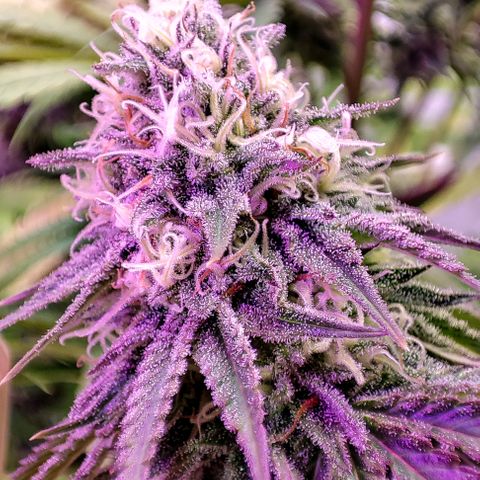 Mandaruntz growlog timeline photo