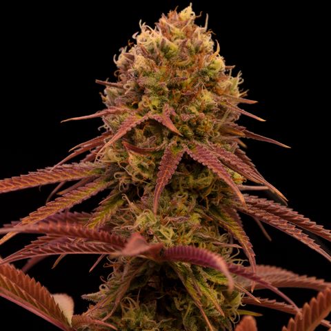 Mandaruntz growlog timeline photo