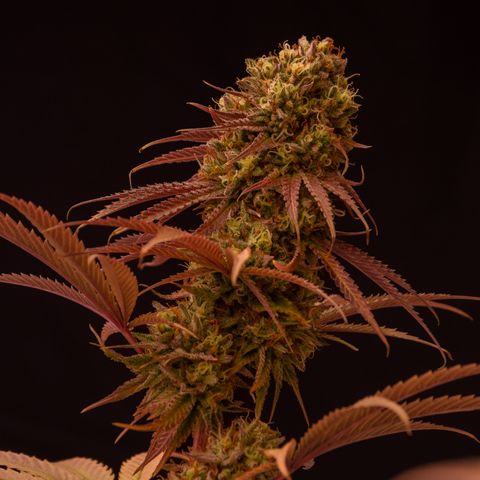 Mandaruntz growlog timeline photo