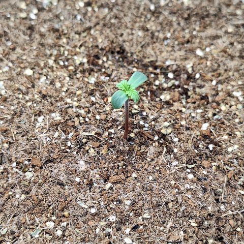 Lemon #1 Auto growlog photo: As folhas estão envergadura pra baixo, aumentei a distância da lâmpada 