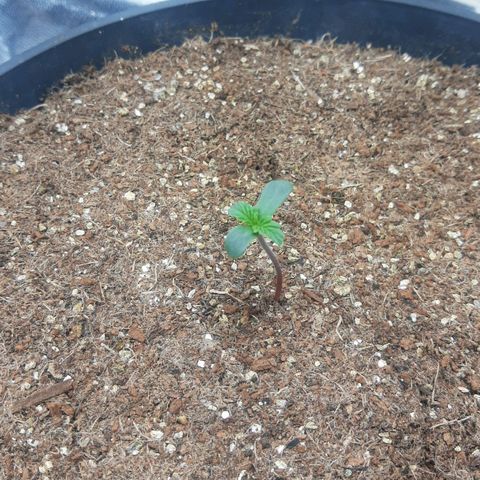 Lemon #1 Auto growlog photo: Alterado altura da luz para 370 ppfd