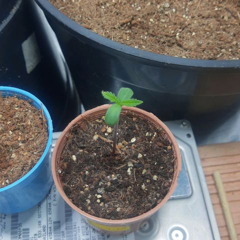 Lemon #3 foto growlog photo: Alterado ppfd para 370