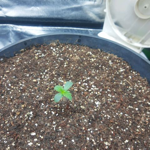 Lemon #1 Auto growlog timeline photo