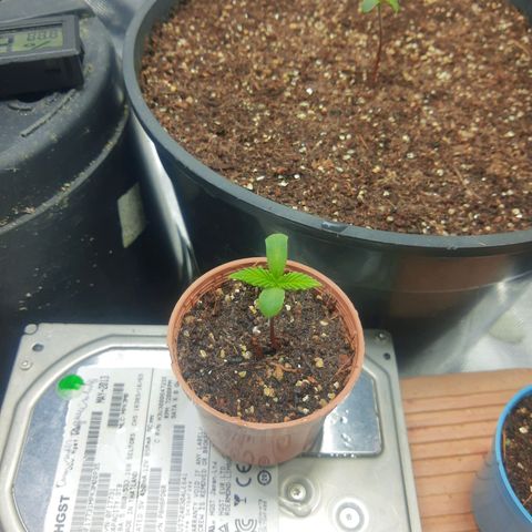 Lemon #3 foto growlog timeline photo