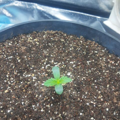 Lemon #1 Auto growlog photo: Resposta ao aumento de ppfd anterior.