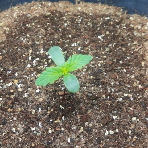 Lemon #1 Auto growlog timeline photo