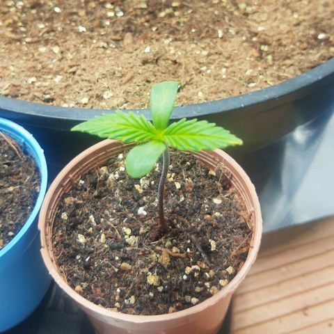Lemon #3 foto growlog timeline photo