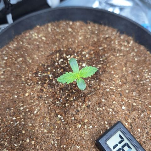 Lemon #1 Auto growlog timeline photo