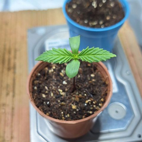 Lemon #3 foto growlog timeline photo