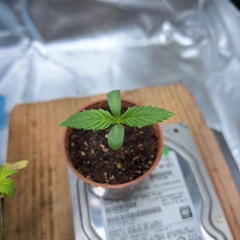 Lemon #3 foto growlog timeline photo