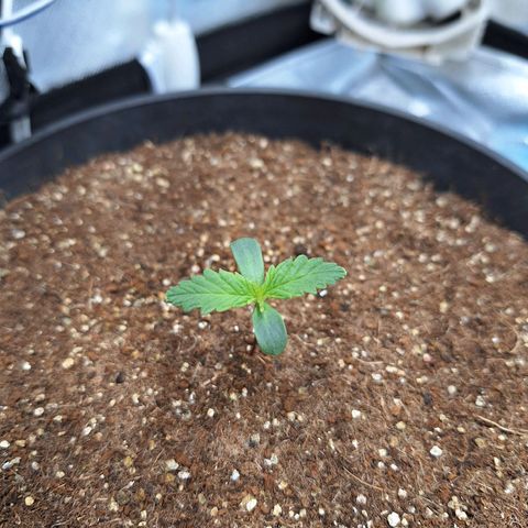 Lemon #1 Auto growlog timeline photo