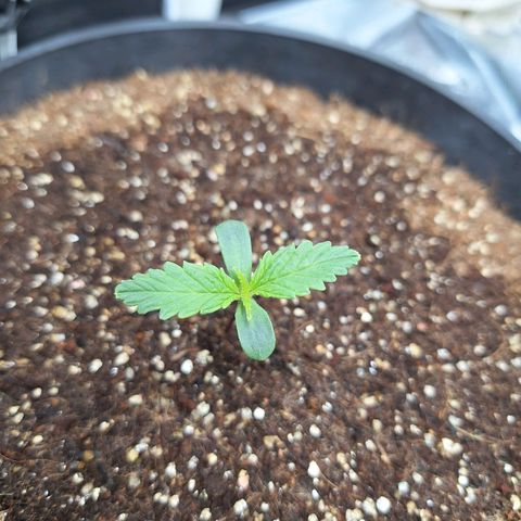 Lemon #1 Auto growlog timeline photo