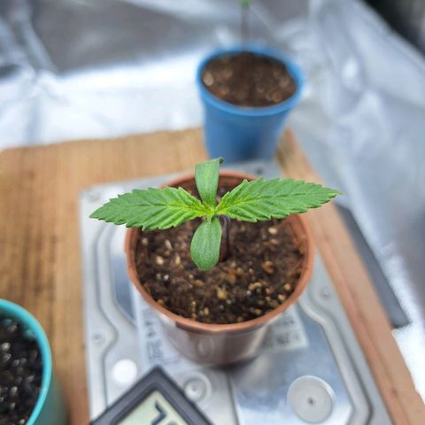 Lemon #3 foto growlog timeline photo