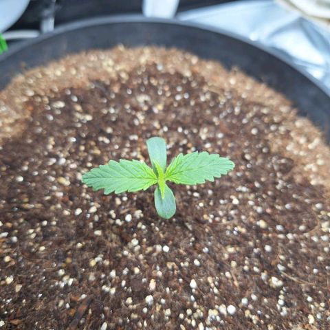 Lemon #1 Auto growlog timeline photo