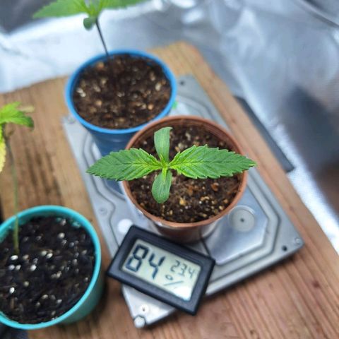 Lemon #3 foto growlog photo: Notei um amarelamento no centro da folha, não sei se é devido o Broto novo estar nascendo.Notei uma desaceleração no crescimento, estou aumentando a distância da luz acreditando que por falta de CO2 e muita luz a planta reduziu o crescimento.