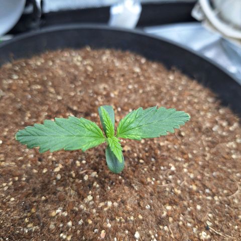 Lemon #1 Auto growlog timeline photo