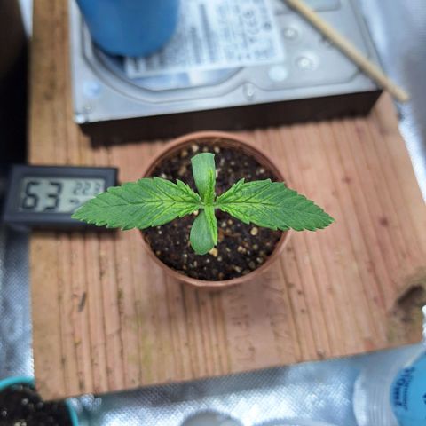 Lemon #3 foto growlog timeline photo