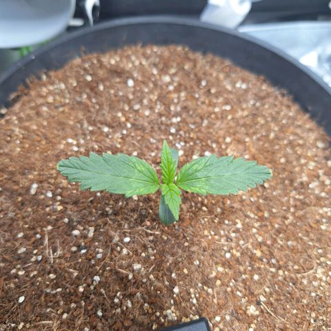 Lemon #1 Auto growlog timeline photo