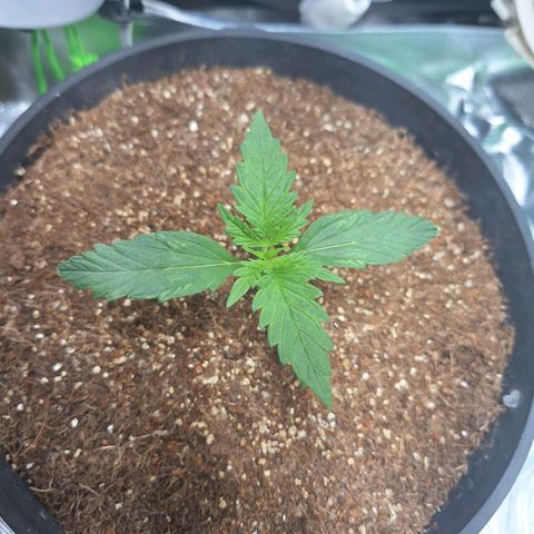 Lemon #1 Auto growlog timeline photo